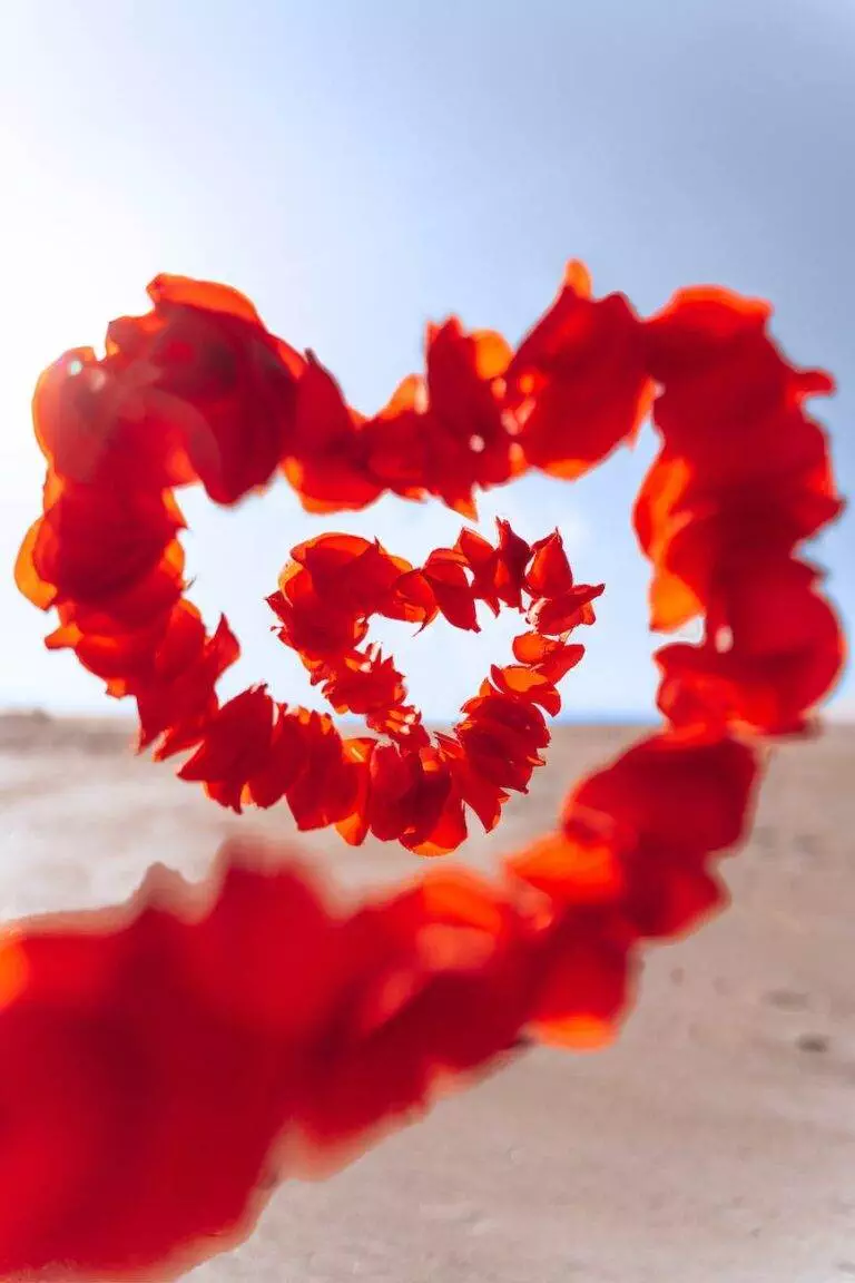 red flower on white sand